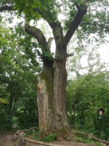 IMG 20220709 155947 1